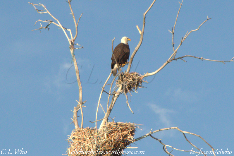 Bald Eagle sitting on not of a tree in City Park in Denver, Colorado.