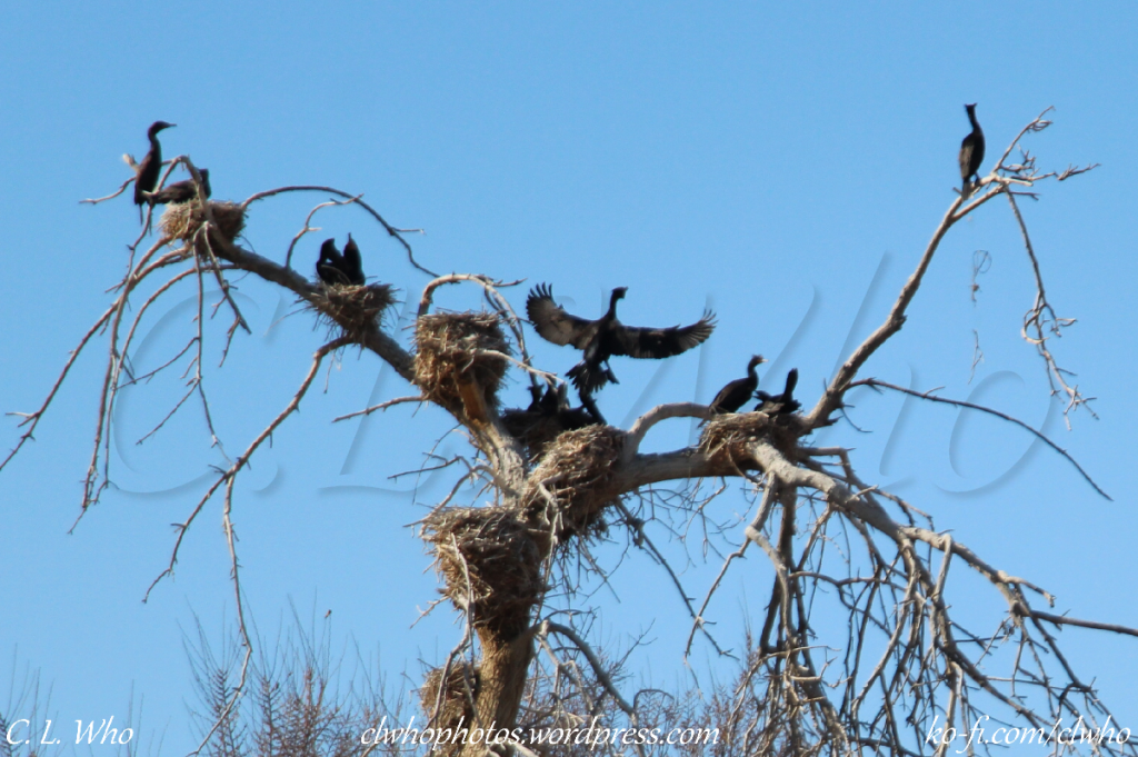 Cormorants Nesting in City Park 2