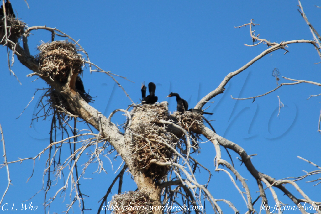 Cormorants Nesting in City Park 1