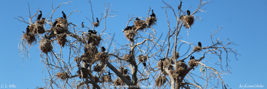 Cormorants Nesting in City Park 1