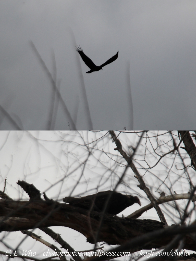 Black Vulture in flight then resting on a tree.