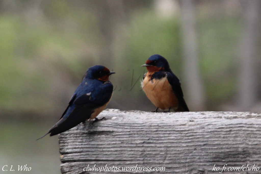 Barn swallows standing on a beam.
